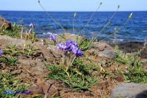 Moraea sisyrinchium (Giaggiolo dei poveretti)