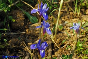 Moraea sisyrinchium (Giaggiolo dei poveretti)