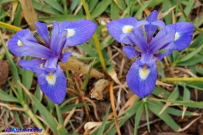 Moraea sisyrinchium (Giaggiolo dei poveretti)