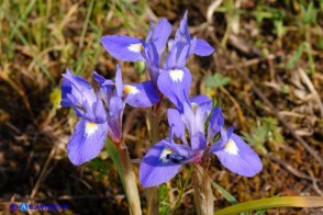 Moraea sisyrinchium (Giaggiolo dei poveretti)