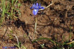 Moraea sisyrinchium (Giaggiolo dei poveretti)