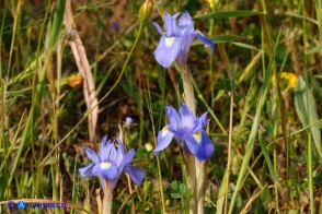 Moraea sisyrinchium (Giaggiolo dei poveretti)