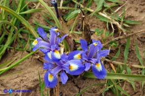 Moraea sisyrinchium (Giaggiolo dei poveretti)