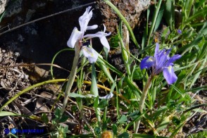 Moraea sisyrinchium (Giaggiolo dei poveretti): un esemplare bianco (apocromico)