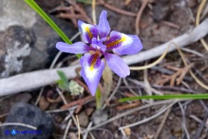 Moraea sisyrinchium (Giaggiolo dei poveretti)