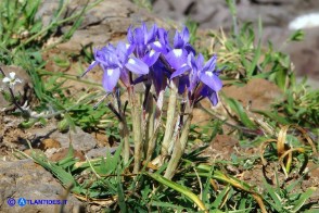 Moraea sisyrinchium (Giaggiolo dei poveretti)