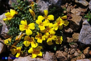 Brassica insularis: l'aspetto delle piccole piante ricorda le comuni varietà coltivate