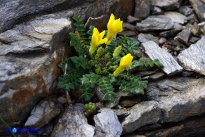 Brassica insularis: l'aspetto delle piccole piante ricorda le comuni varietà coltivate