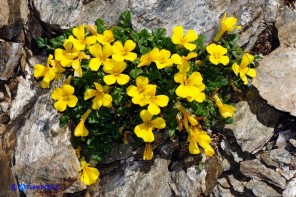 Morisia monanthos (Morisia)