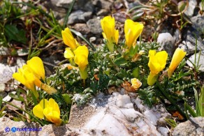 Morisia monanthos (Morisia)