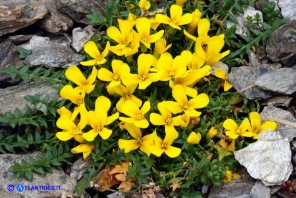 Morisia monanthos (Morisia)