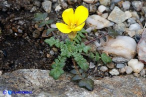 Morisia monanthos (Morisia)