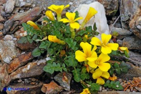 Morisia monanthos (Morisia)