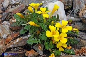 Brassica insularis: l'aspetto delle piccole piante ricorda le comuni varietà coltivate