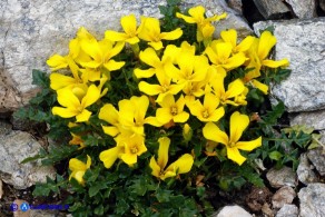 Morisia monanthos (Morisia)
