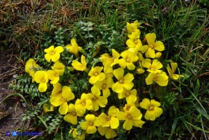 Morisia monanthos (Morisia)