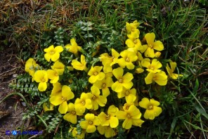 Brassica insularis: l'aspetto delle piccole piante ricorda le comuni varietà coltivate