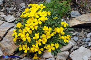 Morisia monanthos (Morisia)
