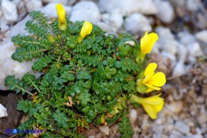 Morisia monanthos (Morisia)