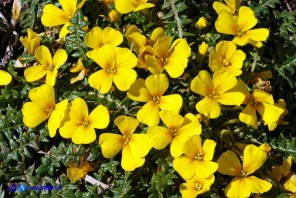 Morisia monanthos (Morisia)