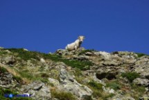 Mucca al pascolo sul Bruncu Spina