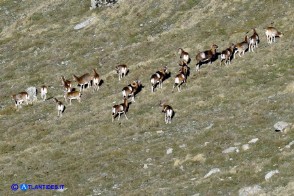 Mufloni al pascolo sui monti del Gennargentu