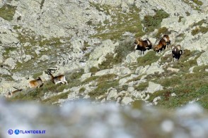 Mufloni al pascolo sui monti del Gennargentu