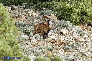 Muflone solitario nel Montarbu di Seui (NU)