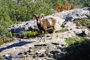 Muflone solitario nel Montarbu di Seui (NU)