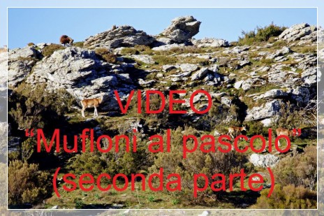 Vai al capitolo MUFLONI AL PASCOLO (SECONDA PARTE)  Go to section MUFLONI AL PASCOLO (SECONDA PARTE)