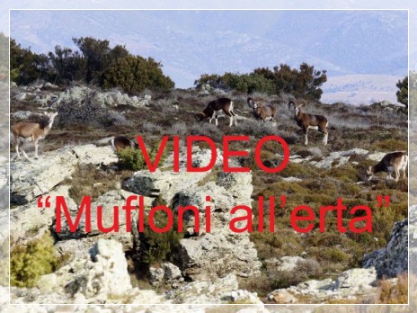 Vai al capitolo MUFLONI ALL'ERTA  Go to section MUFLONI ALL'ERTA