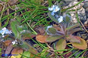 Myosotis pusilla (Nontiscordardimé pigmeo)
