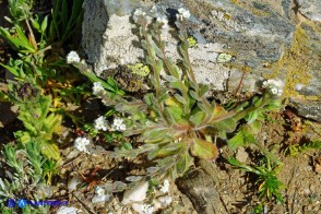 Myosotis pusilla (Nontiscordardimé pigmeo)