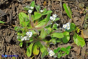 Myosotis pusilla (Nontiscordardimé pigmeo)