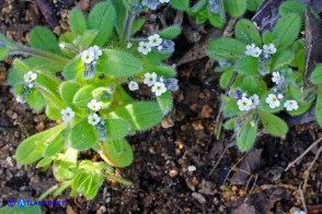 Myosotis pusilla (Nontiscordardimé pigmeo)