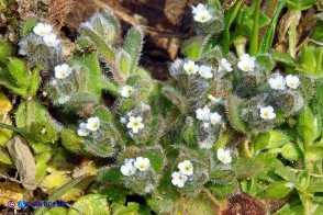 Myosotis pusilla (Nontiscordardimé pigmeo)