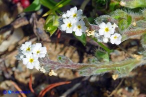 Myosotis pusilla (Nontiscordardimé pigmeo)