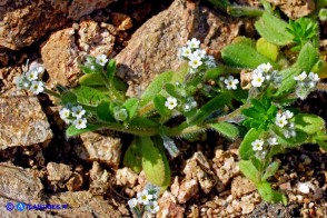 Myosotis pusilla (Nontiscordardimé pigmeo)