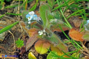 Myosotis pusilla (Nontiscordardimé pigmeo)