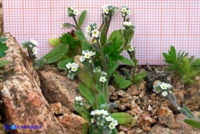 Myosotis pusilla (Nontiscordardimé pigmeo)
