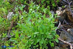 Myosotis soleirolii (Nontiscordardimé di Soleirol)
