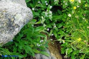 Myosotis soleirolii (Nontiscordardimé di Soleirol)