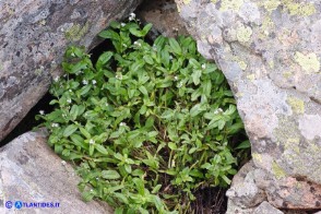 Myosotis soleirolii (Nontiscordardimé di Soleirol)