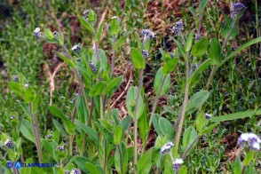 Myosotis soleirolii (Nontiscordardimé di Soleirol)
