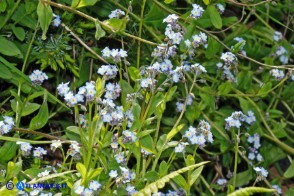 Myosotis soleirolii (Nontiscordardimé di Soleirol)
