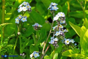 Myosotis soleirolii (Nontiscordardimé di Soleirol)