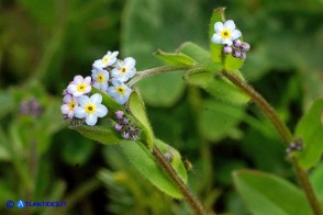 Myosotis soleirolii (Nontiscordardimé di Soleirol)