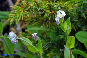 Myosotis soleirolii (Nontiscordardimé di Soleirol)