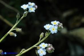 Myosotis soleirolii (Nontiscordardimé di Soleirol)