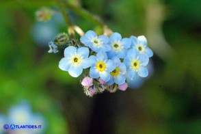 Myosotis soleirolii (Nontiscordardimé di Soleirol)